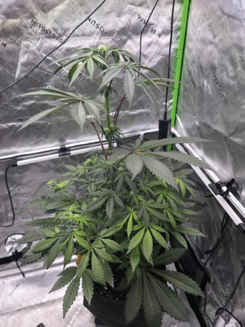 The Special (Gassy) One - F027- Contest. Week 9 - Day 57