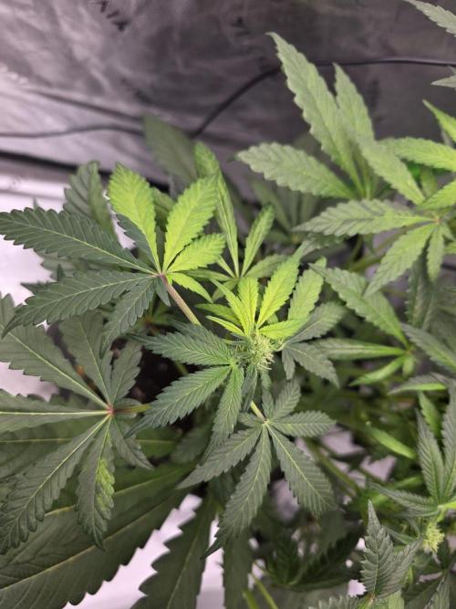 The Special (Gassy) One - F027- Contest. Week 9 - Day 57