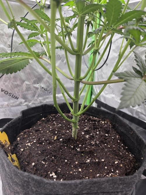The Special (Gassy) One - F027- Contest. Week 9 - Day 57