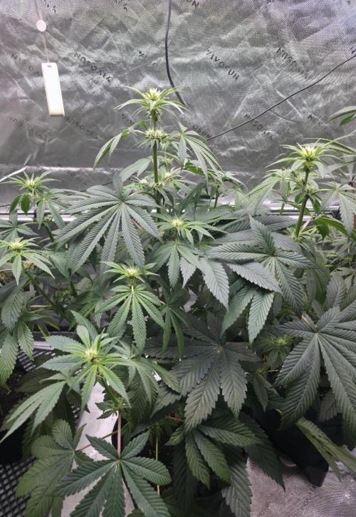 SSSC - Tropical Ice Cream - No Contest. Week 8 - Day 55
