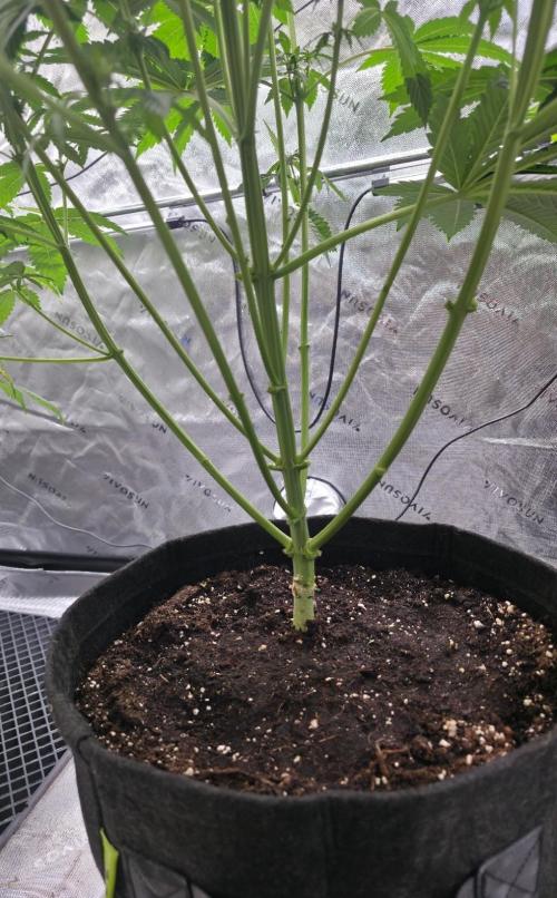 SSSC - Tropical Ice Cream - No Contest. Week 8 - Day 55