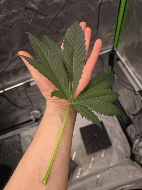 SSSC - Tropical Ice Cream - No Contest. Week 8 - Day 55