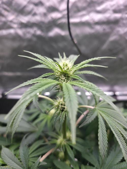 SSSC - Tropical Ice Cream - No Contest. Week 8 - Day 55