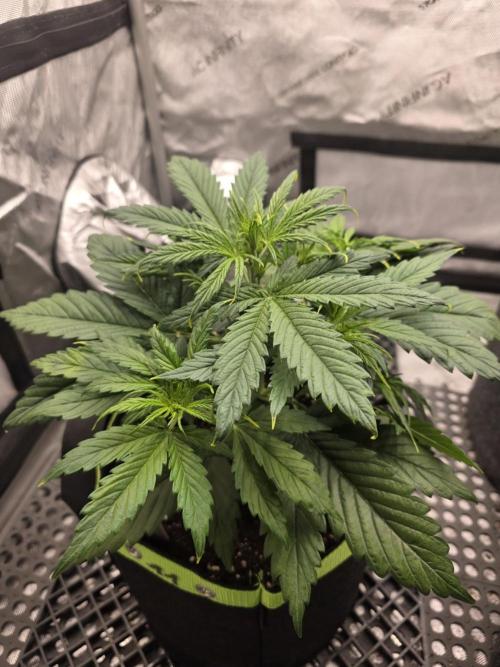 Amnesia Bilbo Auto - Genehtik. Week 4 - Day 27
