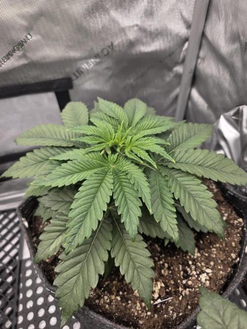 Orange Creampop - HSC. Week 4 - Day 27