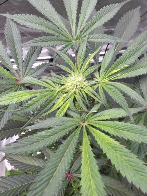 The Special (Gassy) One - F027- Contest. Week 9 - Day 58