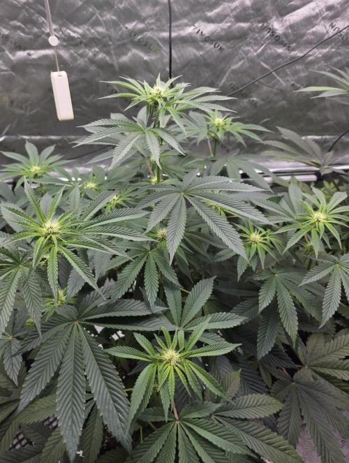 SSSC - Tropical Ice Cream - No Contest. Week 8 - Day 56