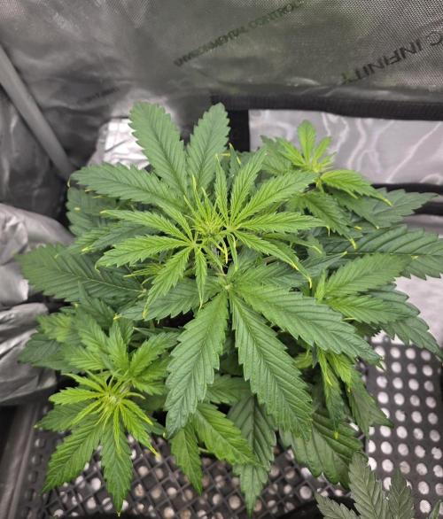 Amnesia Bilbo Auto - Genehtik. Week 4 - Day 28