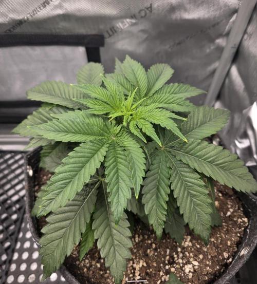 Orange Creampop - HSC. Week 4 - Day 28