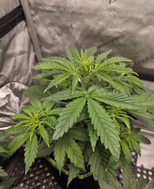 Amnesia Bilbo Auto - Genehtik. Week 5 - Day 29