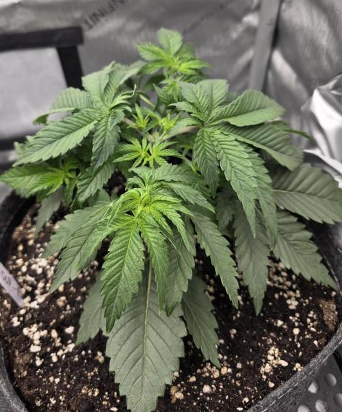 Orange Creampop - HSC. Week 5 - Day 29