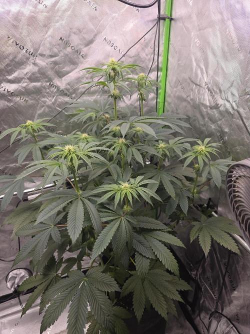 SSSC - Tropical Ice Cream - No Contest. Week 9 - Day 57