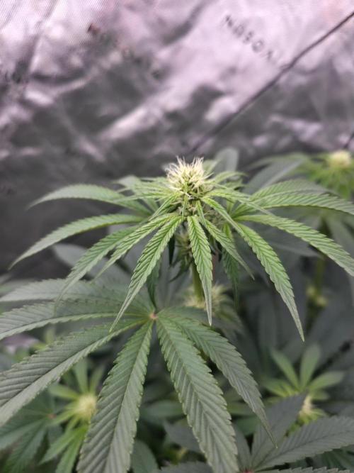 SSSC - Tropical Ice Cream - No Contest. Week 9 - Day 57