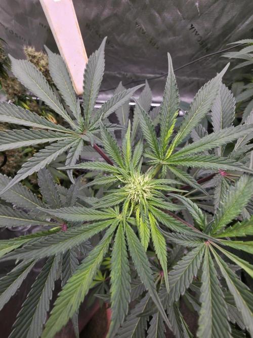 The Special (Gassy) One - F027- Contest. Week 9 - Day 59