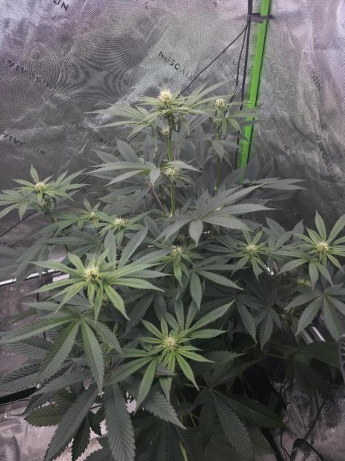 SSSC - Tropical Ice Cream - No Contest. Week 9 - Day 58