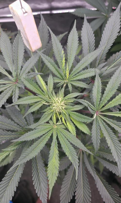 The Special (Gassy) One - F027- Contest. Week 9 - Day 60