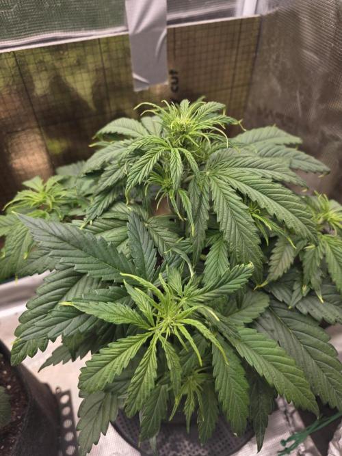 Amnesia Bilbo Auto. Week 5