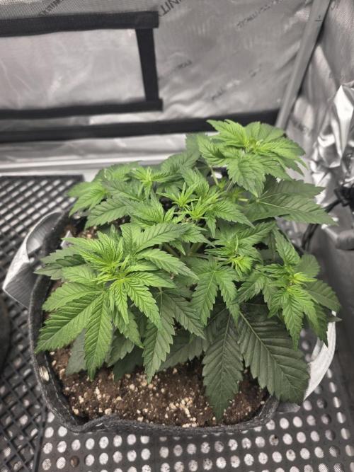 Orange Creampop - HSC. Week 5 - Day 30