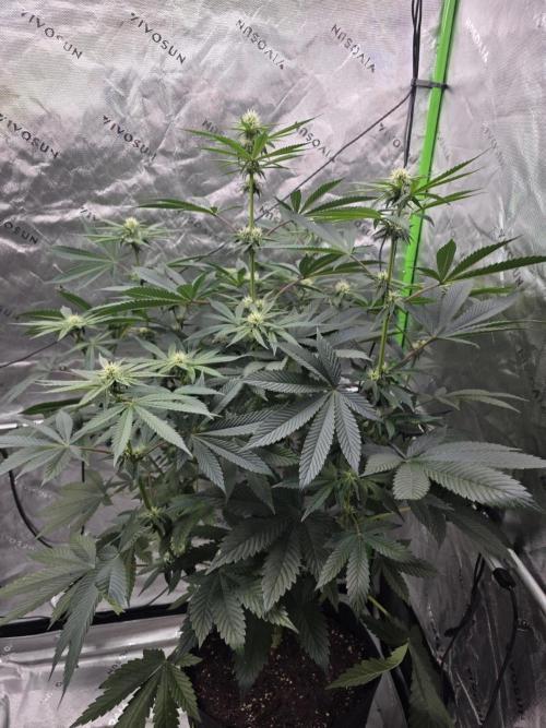 SSSC - Tropical Ice Cream - No Contest. Week 9 - Day 59