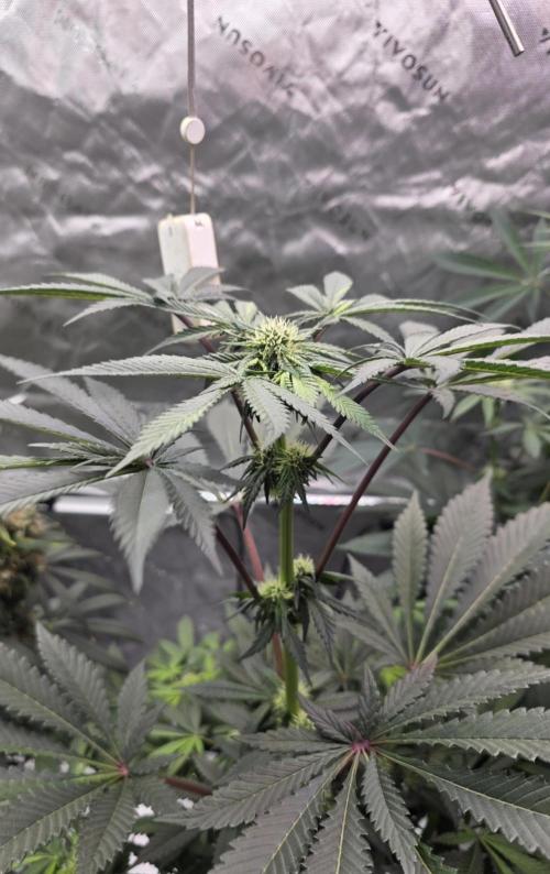 The Special (Gassy) One - F027- Contest. Week 9 - Day 61