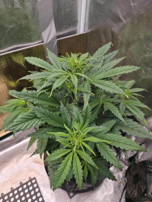 Amnesia Bilbo Auto. Week 5
