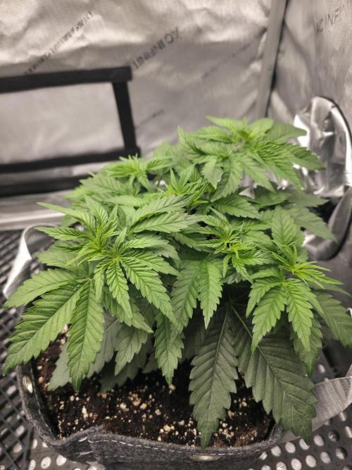 Orange Creampop. Week 5