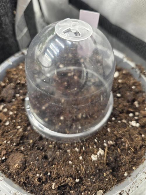 2nd Try Outdoor - Brutalis Auto. Week 0