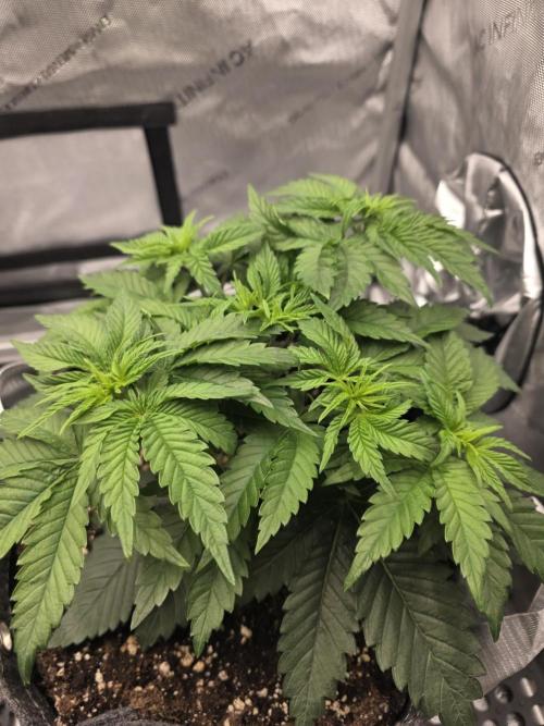 Orange Creampop. Week 5