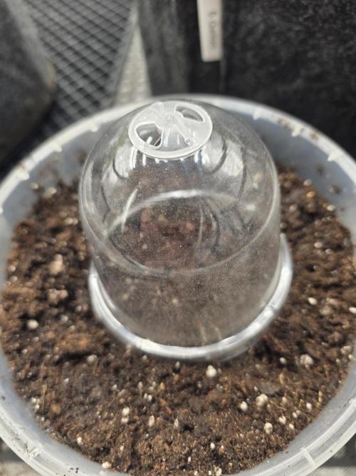 Killer Haze Auto - Outdoor. Week 0