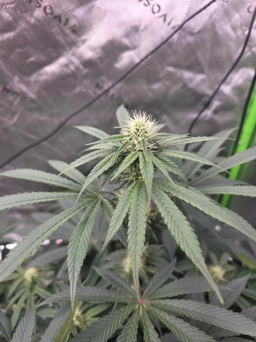 SSSC - Tropical Ice Cream - No Contest. Week 9 - Day 60