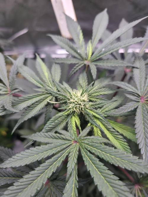 The Special (Gassy) One - F027- Contest. Week 9 - Day 62