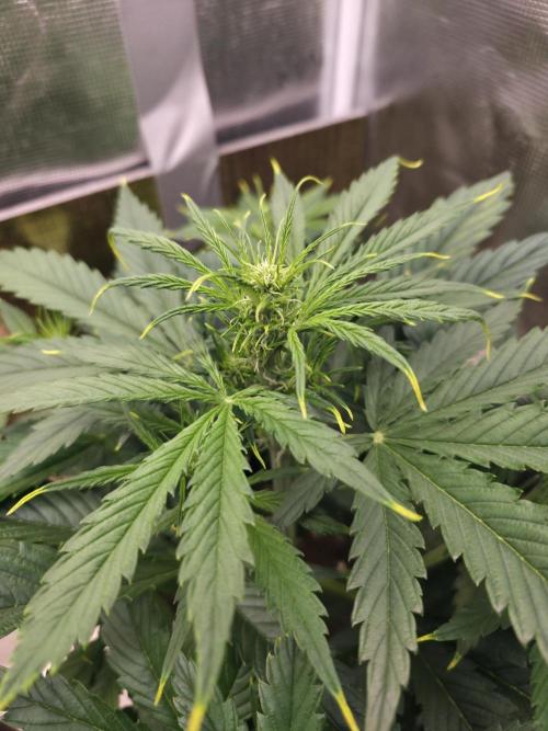 Amnesia Bilbo Auto. Week 5