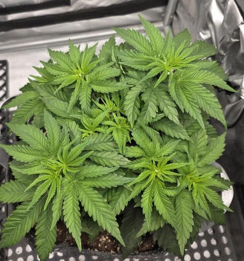 Orange Creampop. Week 5