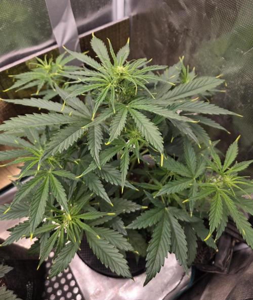 Amnesia Bilbo Auto. Week 5