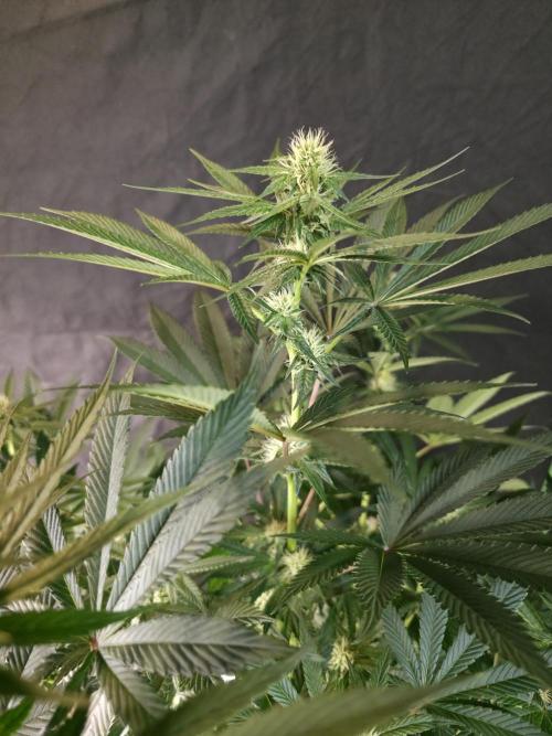 SSSC - Tropical Ice Cream - No Contest. Week 9 - Day 61