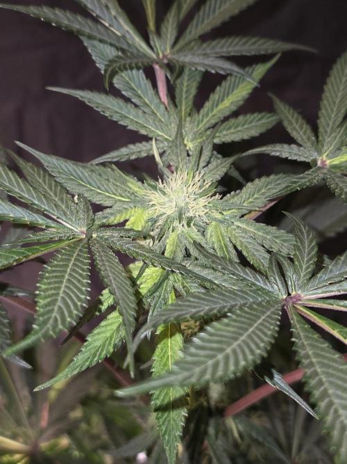 The Special (Gassy) One - F027- Contest. Week 9 - Day 63