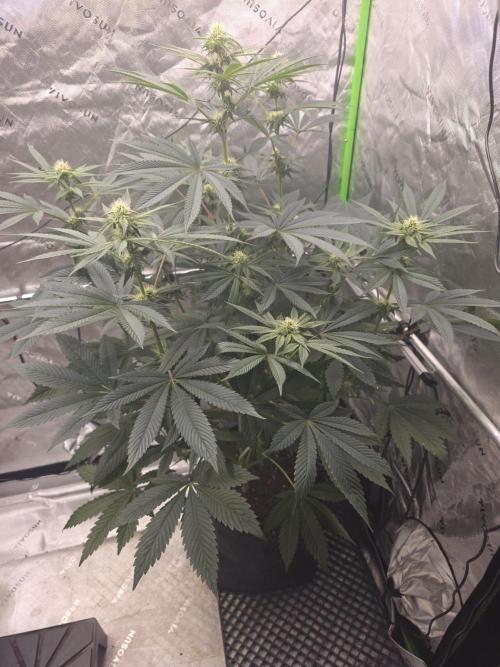 SSSC - Tropical Ice Cream - No Contest. Week 9 - Day 62