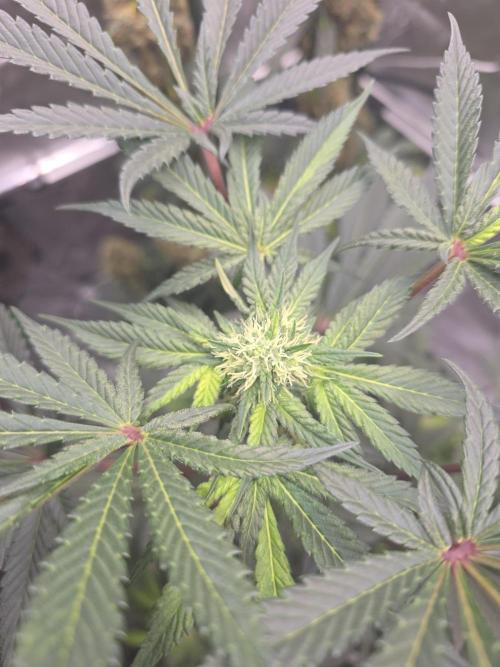The Special (Gassy) One - F027- Contest. Week 10 - Day 64