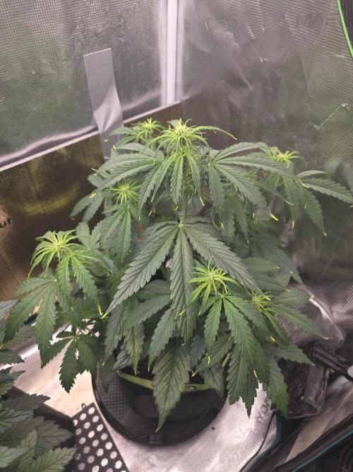 Amnesia Bilbo Auto - Genehtik. Week 5 - Day 34