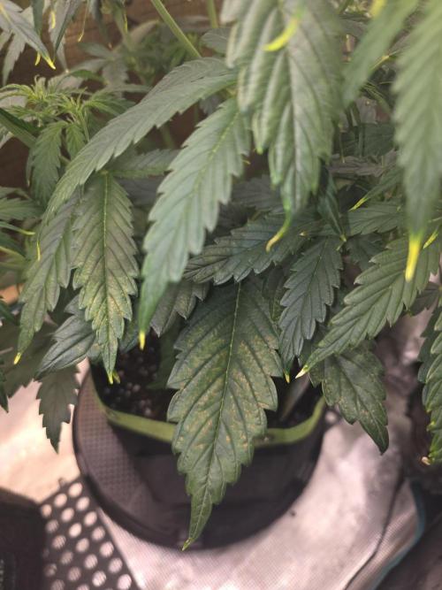 Amnesia Bilbo Auto. Week 5