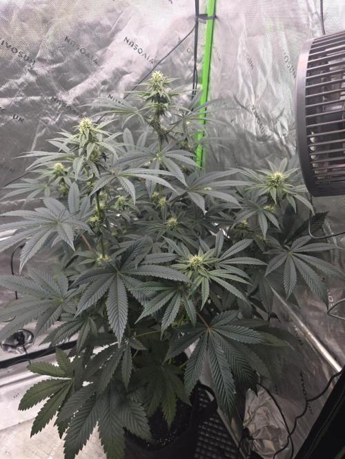 SSSC - Tropical Ice Cream - No Contest. Week 9 - Day 63