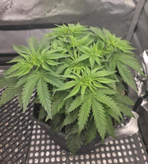 Orange Creampop. Week 5