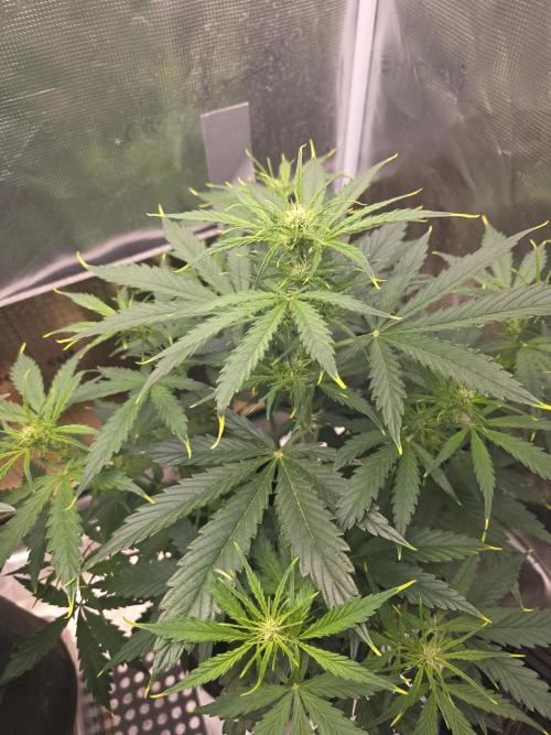 Amnesia Bilbo Auto. Week 5