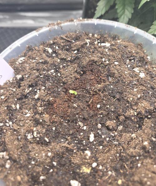 2nd Try Outdoor - Brutalis Auto. Week 1 - Day 1