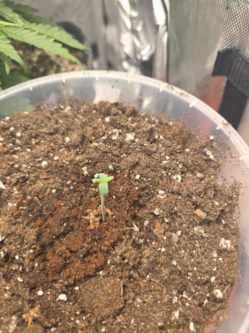 Killer Haze Auto - Outdoor. Week 1 - Day 1