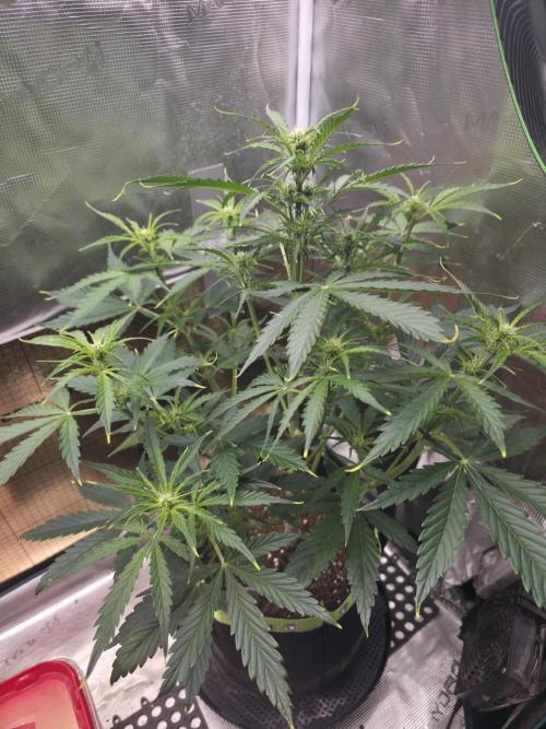 Amnesia Bilbo Auto. Week 6