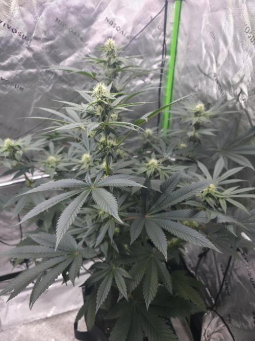 SSSC - Tropical Ice Cream - No Contest. Week 10 - Day 64