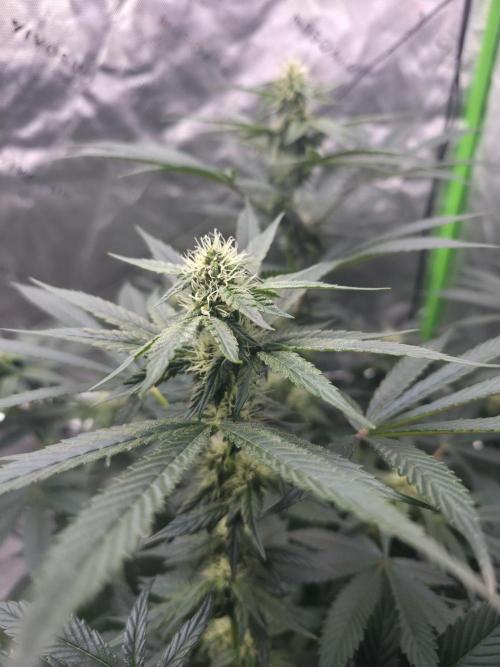 SSSC - Tropical Ice Cream - No Contest. Week 10 - Day 64