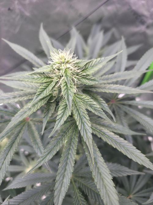 SSSC - Tropical Ice Cream - No Contest. Week 10 - Day 64