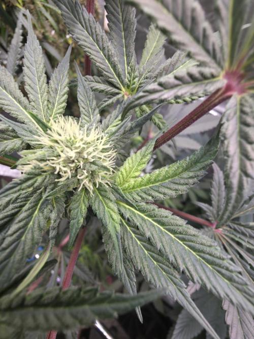 The Special (Gassy) One - F027- Contest. Week 10 - Day 66 - Trichomes